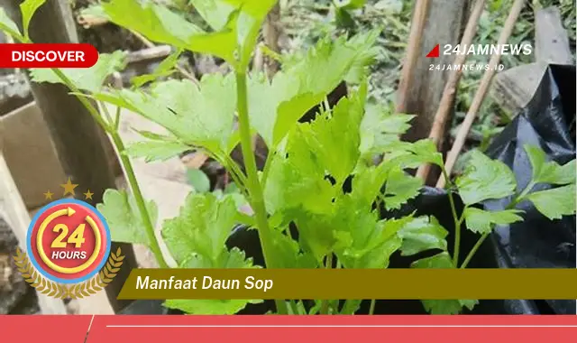 Temukan Manfaat Daun Sop untuk Kesehatan Tubuh Anda Temukan Manfaat Daun Sop untuk Kesehatan Tubuh Anda