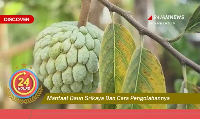 Temukan Manfaat Daun Srikaya untuk Kesehatan &, Cara Mengolahnya dengan Mudah Temukan Manfaat Daun Srikaya untuk Kesehatan &, Cara Mengolahnya dengan Mudah