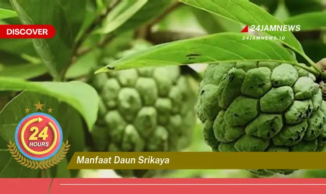 Temukan Manfaat Daun Srikaya untuk Kesehatan Anda yang Menakjubkan Temukan Manfaat Daun Srikaya untuk Kesehatan Anda yang Menakjubkan