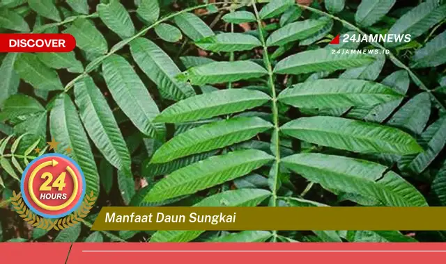 Temukan Manfaat Daun Sungkai untuk Kesehatan Anda | Khasiat dan Cara Penggunaannya Temukan Manfaat Daun Sungkai untuk Kesehatan Anda | Khasiat dan Cara Penggunaannya