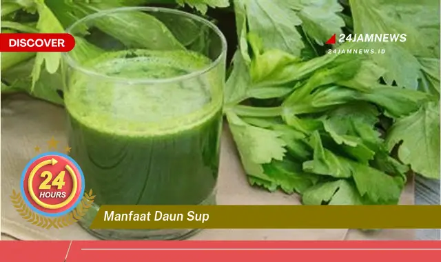 Temukan Manfaat Daun Sup untuk Kesehatan, Kecantikan, dan Masakan Sehari,hari Temukan Manfaat Daun Sup untuk Kesehatan, Kecantikan, dan Masakan Sehari,hari