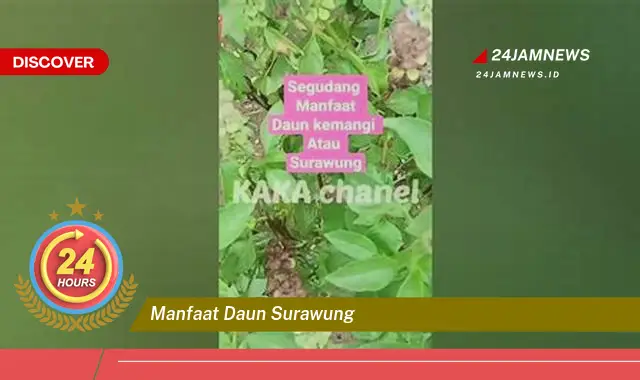 Temukan Manfaat Daun Surawung untuk Kesehatan Anda yang Luar Biasa Temukan Manfaat Daun Surawung untuk Kesehatan Anda yang Luar Biasa