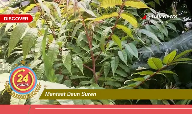 Temukan Manfaat Daun Suren untuk Kesehatan, Kecantikan, dan Rumah Tangga