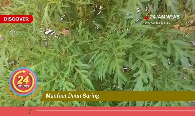 Temukan Manfaat Daun Suring untuk Kesehatan Tubuh Anda Temukan Manfaat Daun Suring untuk Kesehatan Tubuh Anda