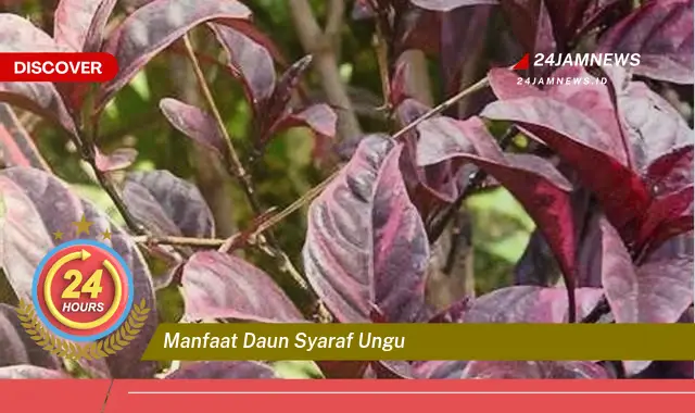 Temukan Manfaat Daun Syaraf Ungu untuk Kesehatan Anda Temukan Manfaat Daun Syaraf Ungu untuk Kesehatan Anda