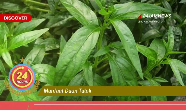 Temukan Manfaat Daun Talok untuk Kesehatan, Kecantikan, dan Resep Lezat Temukan Manfaat Daun Talok untuk Kesehatan, Kecantikan, dan Resep Lezat