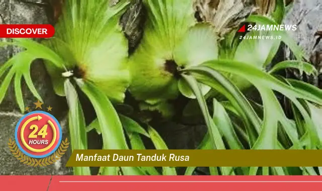 Temukan Manfaat Daun Tanduk Rusa untuk Kesehatan dan Kecantikan Anda