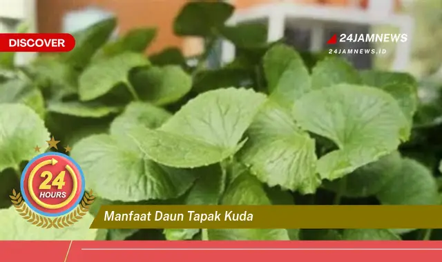Temukan Manfaat Daun Tapak Kuda untuk Kesehatan dan Kecantikan Anda Temukan Manfaat Daun Tapak Kuda untuk Kesehatan dan Kecantikan Anda