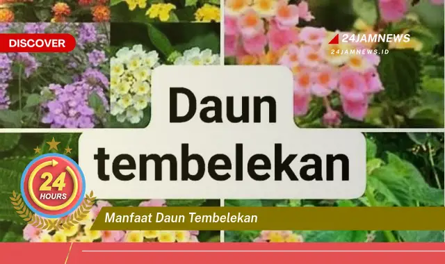 Temukan Manfaat Daun Tembelekan untuk Kesehatan, Panduan Lengkap dan Praktis Temukan Manfaat Daun Tembelekan untuk Kesehatan, Panduan Lengkap dan Praktis