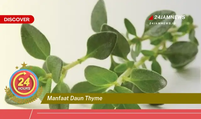 Temukan Manfaat Daun Thyme untuk Kesehatan, Kecantikan, dan Masakan Temukan Manfaat Daun Thyme untuk Kesehatan, Kecantikan, dan Masakan