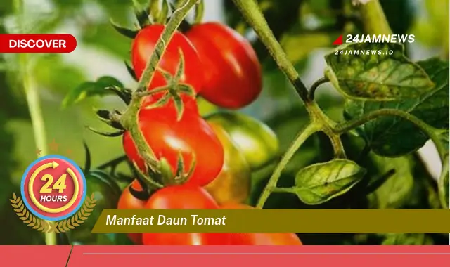 Temukan Manfaat Daun Tomat untuk Kesehatan, Kecantikan, dan Rumah Tangga Temukan Manfaat Daun Tomat untuk Kesehatan, Kecantikan, dan Rumah Tangga