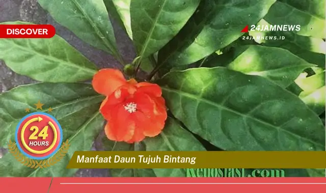 Temukan Manfaat Daun Tujuh Bintang untuk Kesehatan Anda