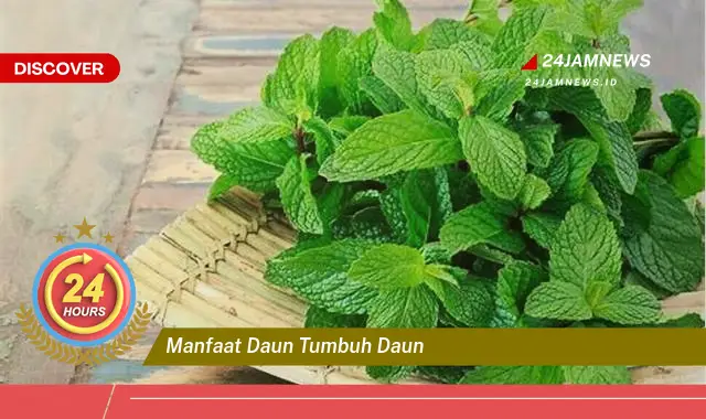 Temukan Manfaat Daun Tumbuh Daun untuk Kesehatan dan Kecantikan Anda Temukan Manfaat Daun Tumbuh Daun untuk Kesehatan dan Kecantikan Anda