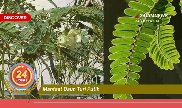 Temukan Manfaat Daun Turi Putih untuk Kesehatan, Dari Nutrisi Hingga Pengobatan Tradisional Temukan Manfaat Daun Turi Putih untuk Kesehatan, Dari Nutrisi Hingga Pengobatan Tradisional