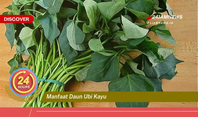 Temukan Manfaat Daun Ubi Kayu untuk Kesehatan, Dari Nutrisi Hingga Pengobatan Tradisional Temukan Manfaat Daun Ubi Kayu untuk Kesehatan, Dari Nutrisi Hingga Pengobatan Tradisional