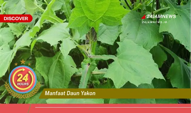 Temukan Manfaat Daun Yakon untuk Kesehatan, Khasiat, Cara Penggunaan, dan Efek Samping Temukan Manfaat Daun Yakon untuk Kesehatan, Khasiat, Cara Penggunaan, dan Efek Samping