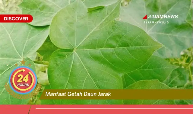 Temukan Manfaat Getah Daun Jarak untuk Kesehatan dan Kecantikan Temukan Manfaat Getah Daun Jarak untuk Kesehatan dan Kecantikan