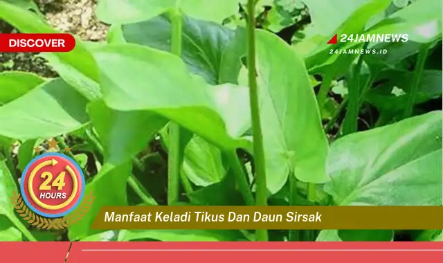 Temukan Manfaat Keladi Tikus dan Daun Sirsak untuk Kesehatan Anda Temukan Manfaat Keladi Tikus dan Daun Sirsak untuk Kesehatan Anda