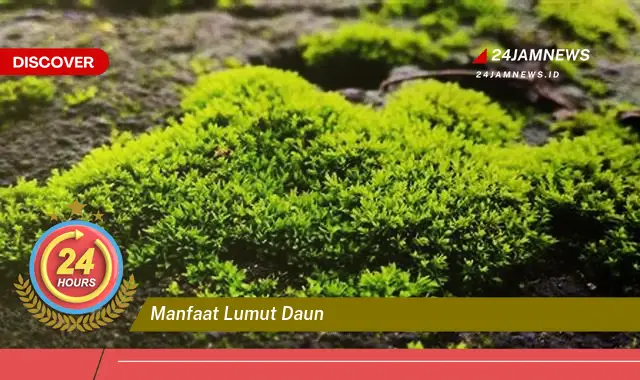 Temukan Manfaat Lumut Daun untuk Kesehatan, Kecantikan, dan Lingkungan