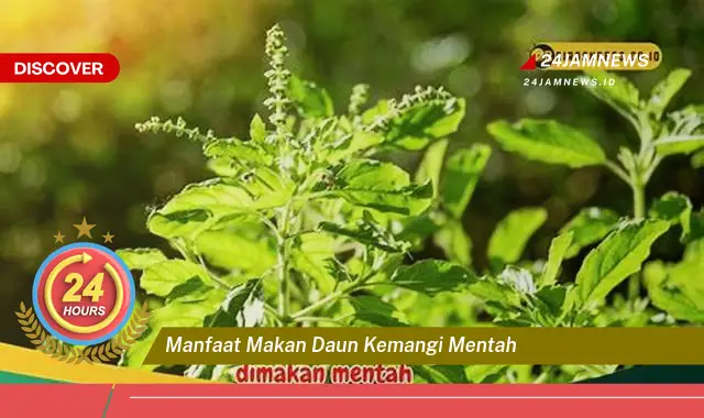 Temukan Manfaat Makan Daun Kemangi Mentah untuk Kesehatan Anda Temukan Manfaat Makan Daun Kemangi Mentah untuk Kesehatan Anda