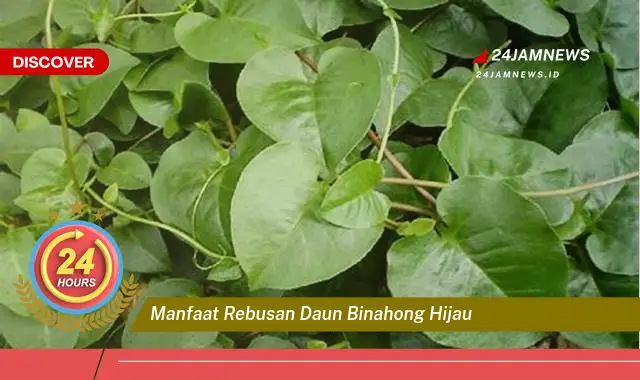 Temukan Manfaat Rebusan Daun Binahong Hijau untuk Kesehatan Anda Temukan Manfaat Rebusan Daun Binahong Hijau untuk Kesehatan Anda