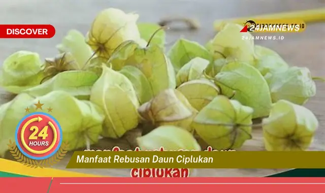 Temukan Manfaat Rebusan Daun Ciplukan untuk Kesehatan Tubuh Anda Temukan Manfaat Rebusan Daun Ciplukan untuk Kesehatan Tubuh Anda