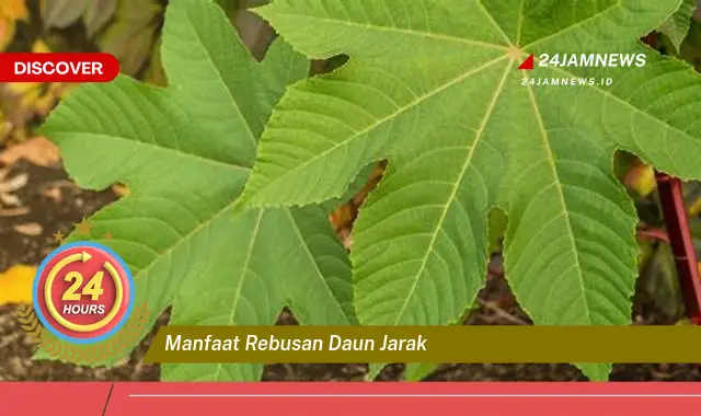 Temukan Manfaat Rebusan Daun Jarak untuk Kesehatan dan Kecantikan Temukan Manfaat Rebusan Daun Jarak untuk Kesehatan dan Kecantikan