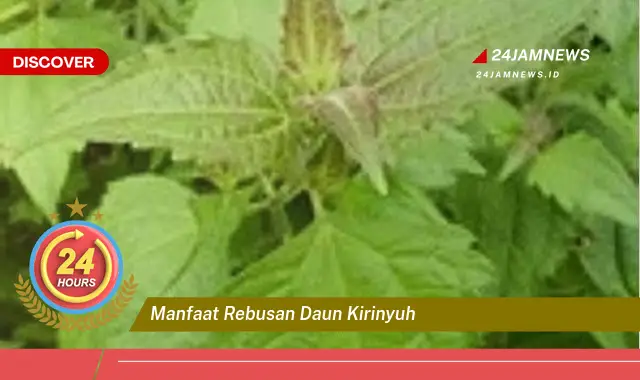 Temukan Manfaat Rebusan Daun Kirinyuh untuk Kesehatan Anda Temukan Manfaat Rebusan Daun Kirinyuh untuk Kesehatan Anda