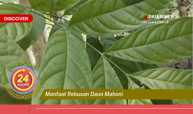 Temukan Manfaat Rebusan Daun Mahoni untuk Kesehatan Anda Temukan Manfaat Rebusan Daun Mahoni untuk Kesehatan Anda