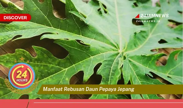 Temukan Manfaat Rebusan Daun Pepaya Jepang untuk Kesehatan Anda Temukan Manfaat Rebusan Daun Pepaya Jepang untuk Kesehatan Anda