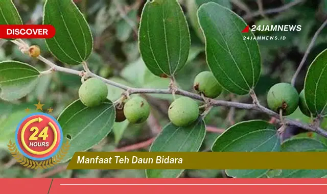 Temukan Manfaat Teh Daun Bidara untuk Kesehatan Tubuh dan Kecantikan Kulit Temukan Manfaat Teh Daun Bidara untuk Kesehatan Tubuh dan Kecantikan Kulit