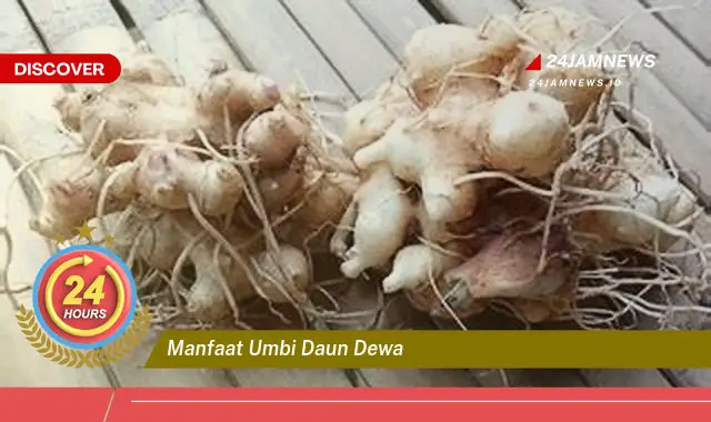 Temukan Manfaat Umbi Daun Dewa untuk Kesehatan Anda, Dari Meningkatkan Imunitas Hingga Mengatasi Kanker Temukan Manfaat Umbi Daun Dewa untuk Kesehatan Anda, Dari Meningkatkan Imunitas Hingga Mengatasi Kanker
