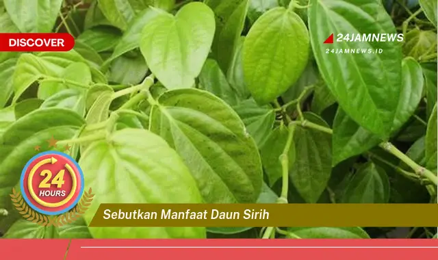Temukan Manfaat Daun Sirih yang Luar Biasa untuk Kesehatan dan Kecantikan Anda Temukan Manfaat Daun Sirih yang Luar Biasa untuk Kesehatan dan Kecantikan Anda