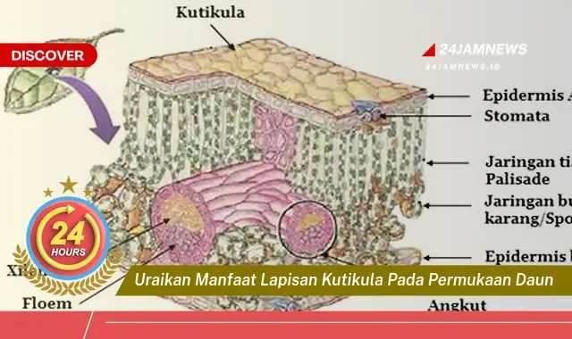 Temukan Manfaat Lapisan Kutikula pada Permukaan Daun untuk Kesehatan Tanaman Anda Temukan Manfaat Lapisan Kutikula pada Permukaan Daun untuk Kesehatan Tanaman Anda